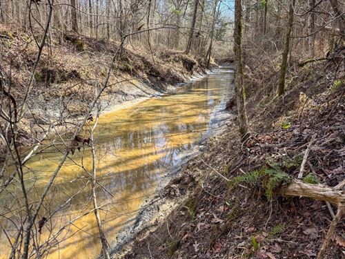 Clay County, 660 Acres Big Timber : West Point : Clay County : Mississippi