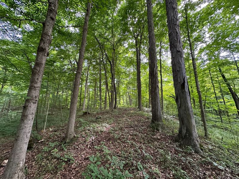 Parke County Catlin 69 : Rockville : Parke County : Indiana