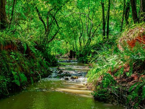 Shannon Road Tract : Blackstock : Chester County : South Carolina