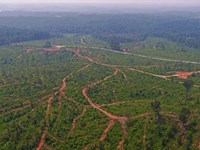 Banks County, GA Large Acreage : Homer : Banks County : Georgia