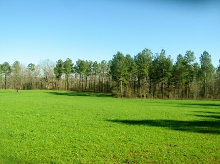 Hunting Tract with Huge Creek Front : Madison : Morgan County : Georgia