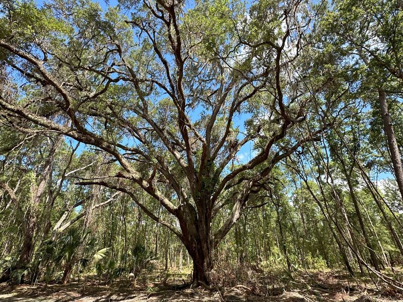 225 Ac Reddick, FL : Reddick : Marion County : Florida