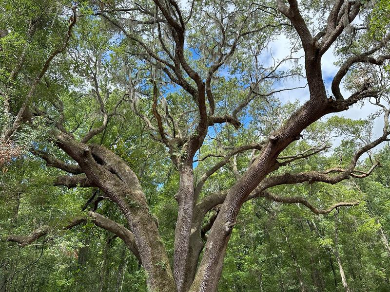 159 Acres in Reddick, FL : Reddick : Marion County : Florida