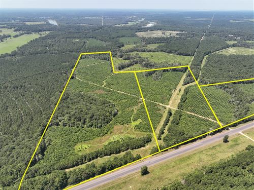 59 Acres, Highway 146 T-3 : Ace : Polk County : Texas