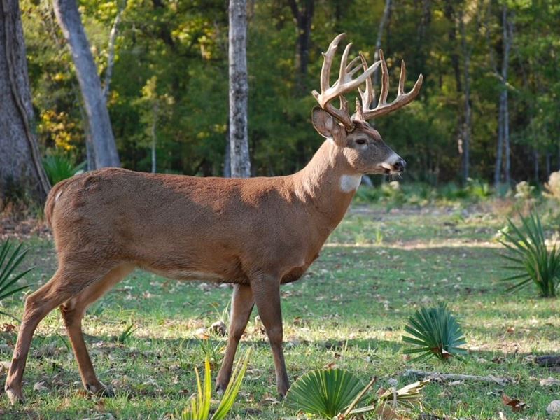 1536 Acre Concordia Parish Tract : Clayton : Concordia Parish : Louisiana