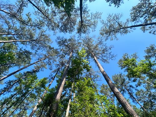 211.7 Acres In Pike County, MS : Magnolia : Pike County : Mississippi