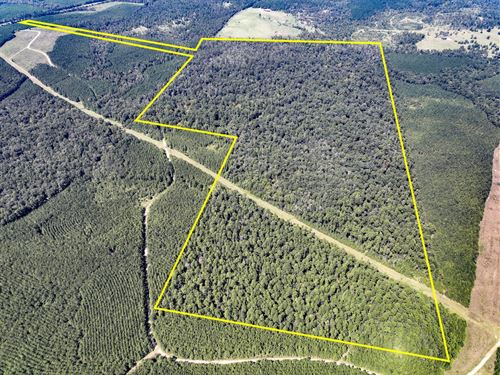 205 Acres Highway 59 : Seven Oaks : Polk County : Texas