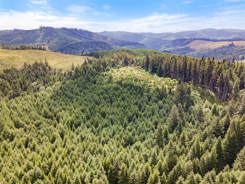 Bear Creek 40 : Curtin : Douglas County : Oregon