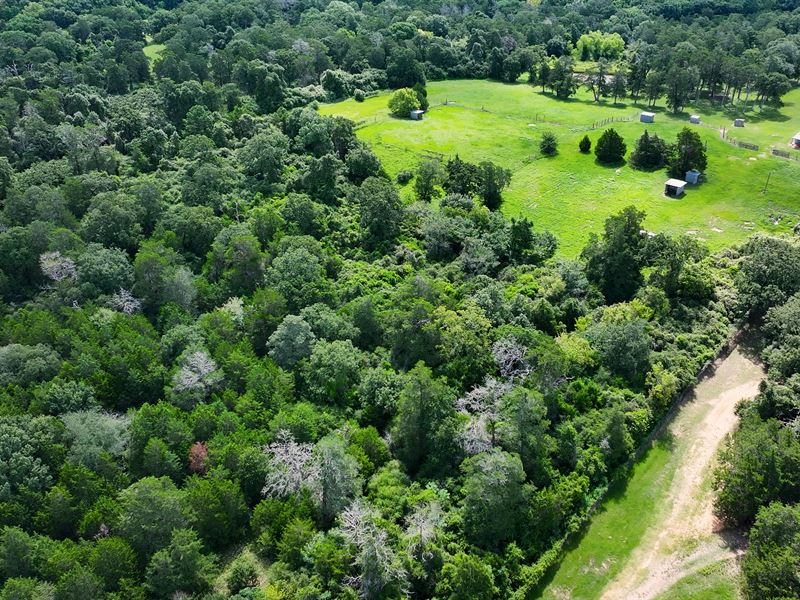 29 Ac Rolling Terrain, Pond, Creek : New Ulm : Austin County : Texas