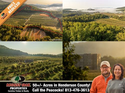 Gorgeous Apple Orchard in Henderson : Hendersonville : Henderson County : North Carolina