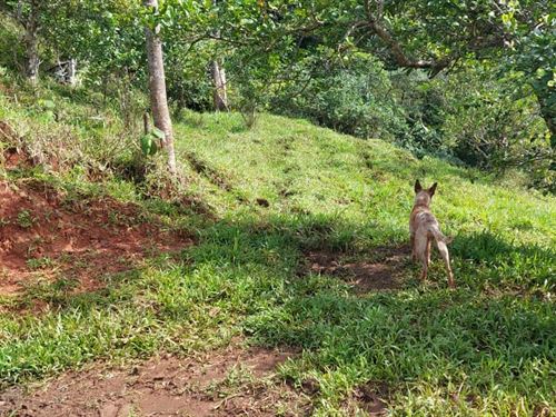 Beautiful Property, Reduced Price : Costa Rica