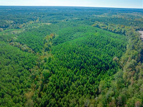 Dave Jenkins Road Tract : Blair : Fairfield County : South Carolina