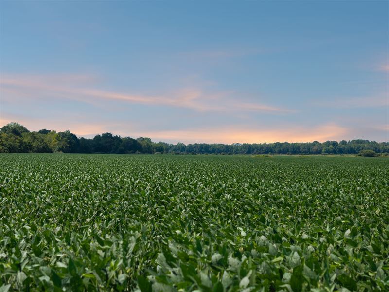 Owl Creek Sod Farm on 258 Acres : Stantonville : McNairy County : Tennessee