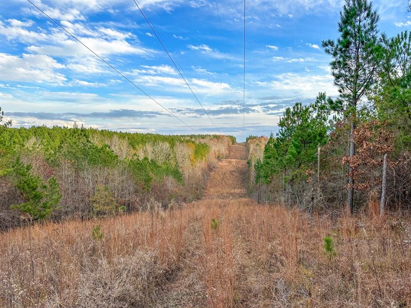 41 Ac Hunting Tract : Goodwater : Coosa County : Alabama
