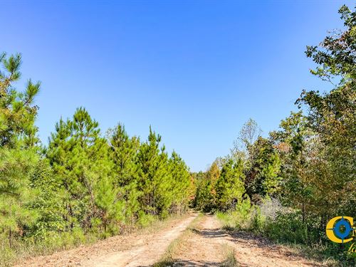 Hurricane Southeast Tract 2 : Stewart : Tennessee