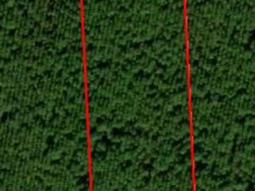 Andrew's Grove Lot 4 : Hilliard : Nassau County : Florida