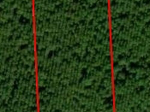 Andrew's Grove Lot 5 : Hilliard : Nassau County : Florida