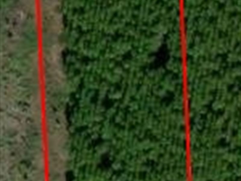 Andrew's Grove Lot 8 : Hilliard : Nassau County : Florida