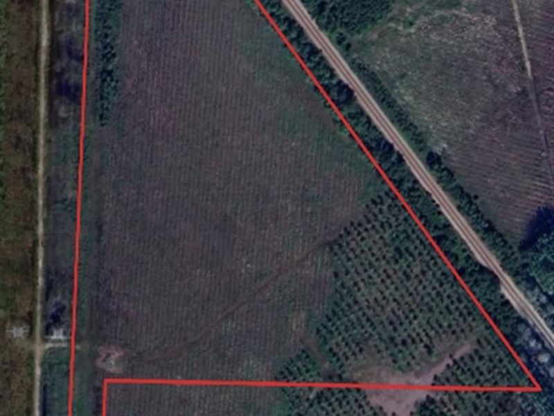Andrew's Grove Lot 15 : Hilliard : Nassau County : Florida