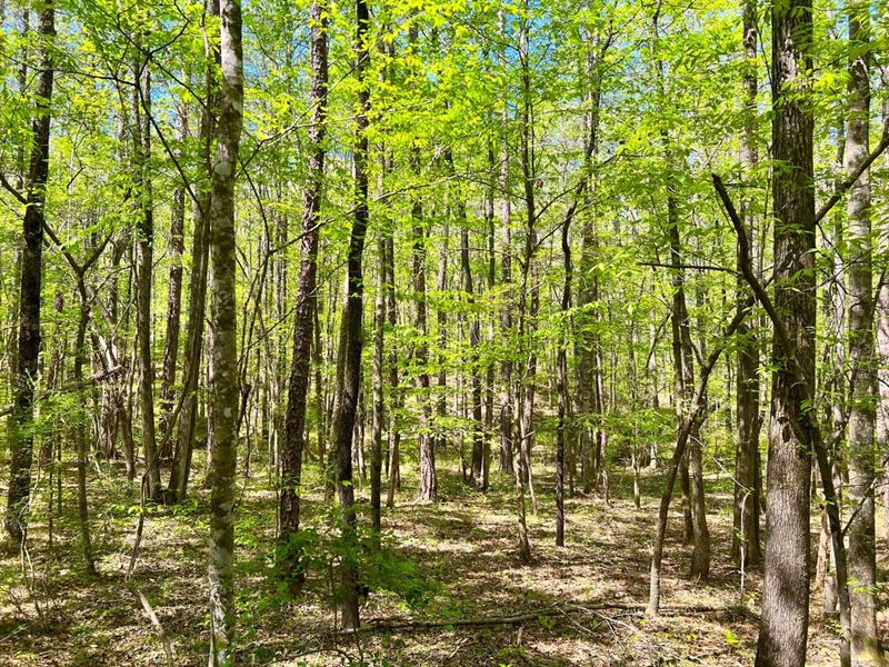 Weoka Sanctuary : Weoka : Elmore County : Alabama