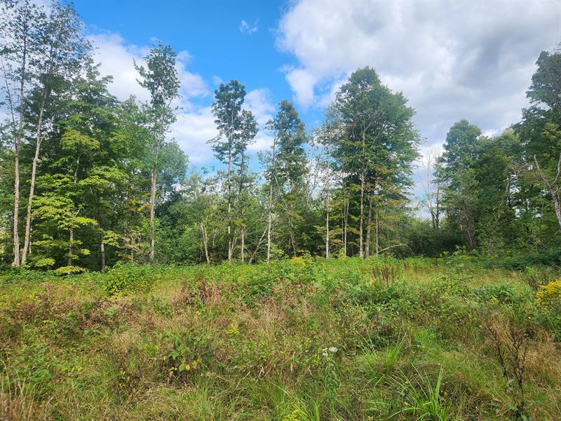 Borders West Osceola State Forest, Farm for Sale in New York, 386176