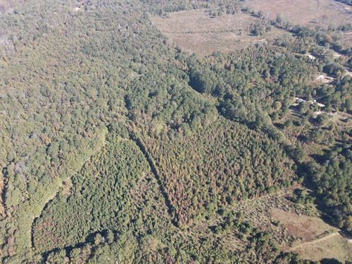 20 Acres in Leake County, MS : Carthage : Leake County : Mississippi