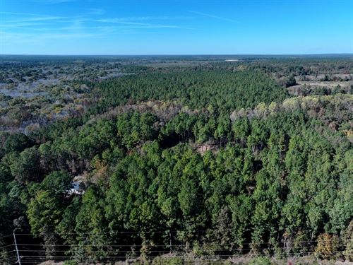 Spacious Timber Tract : Raeford : Hoke County : North Carolina