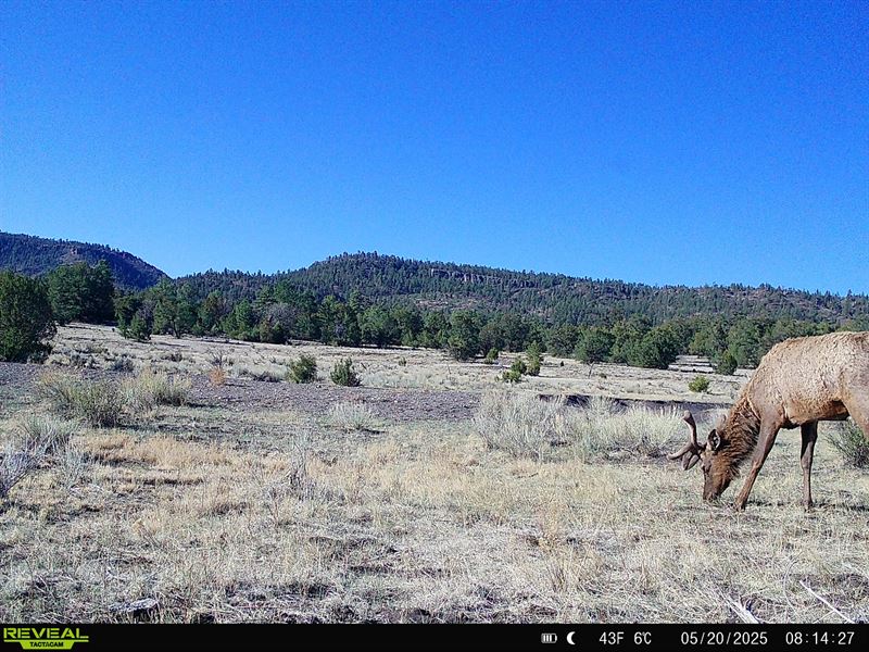 Mangitas Springs Ranch : Quemado : Catron County : New Mexico