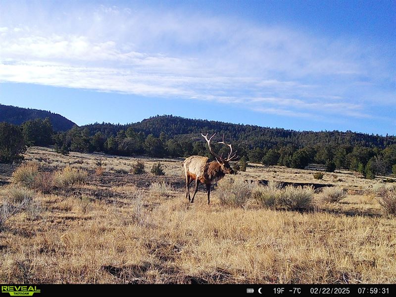 Mangitas Springs Ranch : Quemado : Catron County : New Mexico