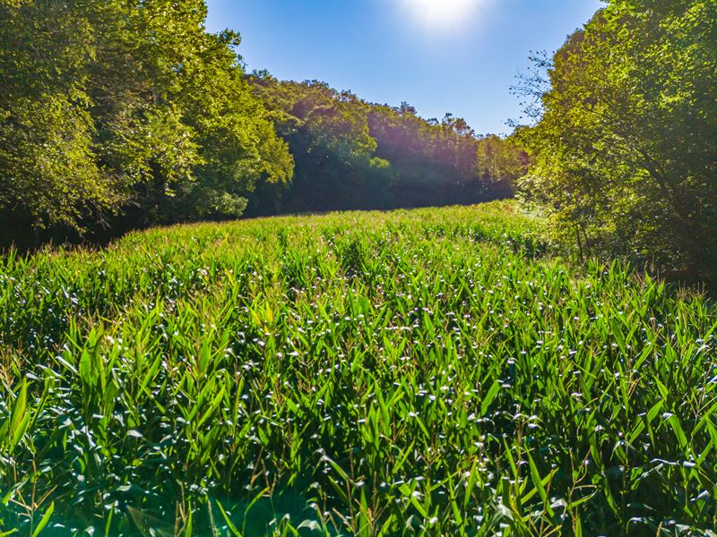 Secluded Hunting Property : Blue Creek : Adams County : Ohio