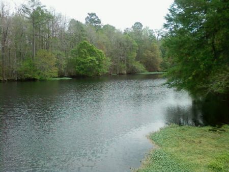 884.5 Acres : Georgetown : Clarendon County : South Carolina