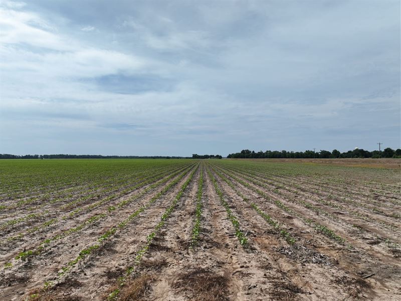 Elmwood Farm : Cruger : Holmes County : Mississippi