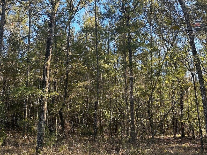 214 Acres Mt. Carmel Rd. Millry : Millry : Washington County : Alabama