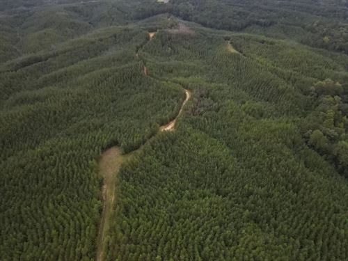 100 Acres in Amite County, MS : Crosby : Amite County : Mississippi