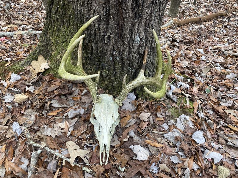 Land for Sale, Deer Hunting : Sardis : Hardin County : Tennessee