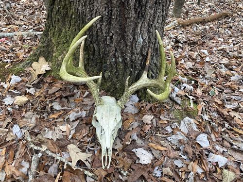 Land for Sale, Deer Hunting : Sardis : Hardin County : Tennessee