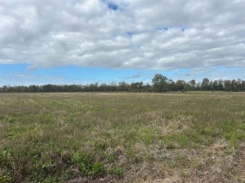 40 Acres In Humphreys County, MS : Belzoni : Humphreys County : Mississippi