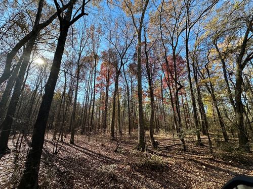 Hatton Timber And Rec Tract : Hatton : Lawrence County : Alabama