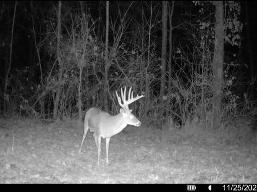 Crowleys Ridge 83 : La Grange : Lee County : Arkansas