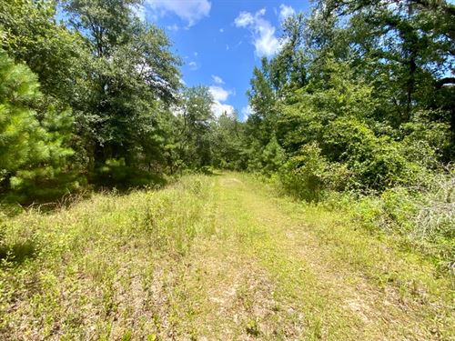 36 Acres Dandelion St : Madison : Florida