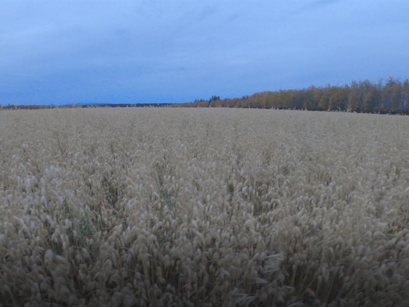 Schultz Farms : Delta Junction : Southeast Fairbanks Borough : Alaska