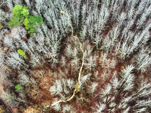 One Equity Share on 940 Acres at Lo : Grenada : Mississippi