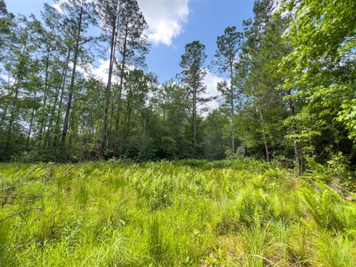 6.37 Ac Homesite Jefferson Co. FL : Monticello : Jefferson County : Florida