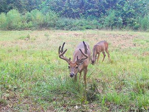 Prime Big Buck & Turkey Tract Near : Vicksburg : Warren County : Mississippi