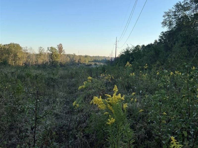 Beautiful Creek and Forest : Texarkana : Miller County : Arkansas