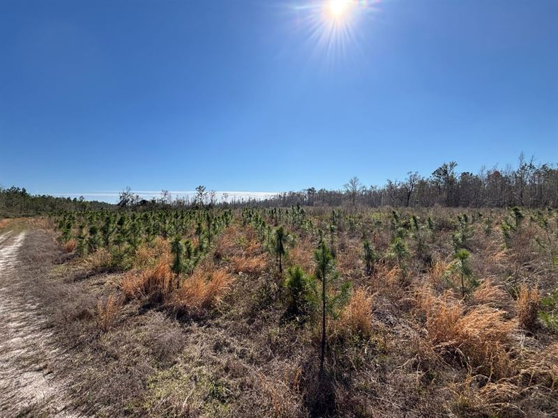 Brushy Hammock Farm Lot 2 : Mayo : Lafayette County : Florida