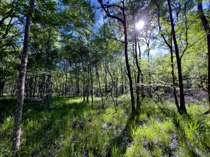 479 Ac Old Florida Paradise Along : Mayo : Lafayette County : Florida