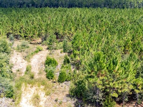 70 Ac Timber And Recreation Investm : Alford : Jackson County : Florida