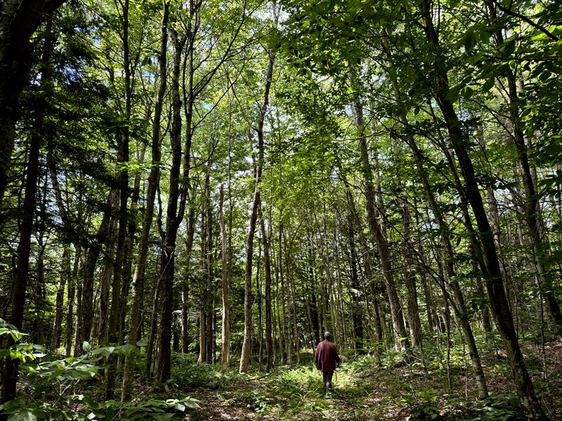Tug Hill Woodland & Wilderness Pond : Lewis : Lewis County : New York