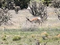 Mountainair Home With 80 Acres : Mountainair : Torrance County : New Mexico